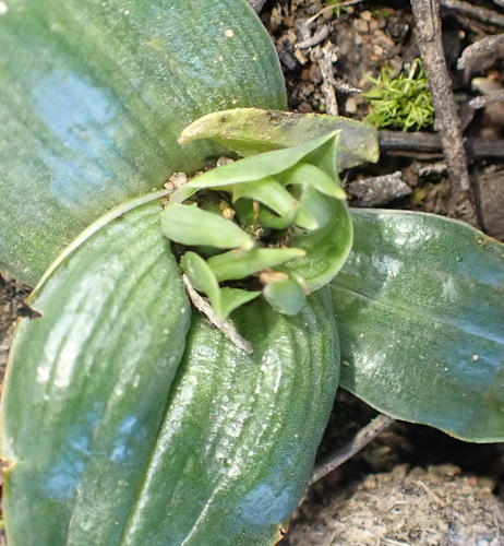 One-Man-in-a-Boat (Colchicum cuspidatum)