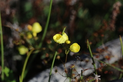 Drosera moorei