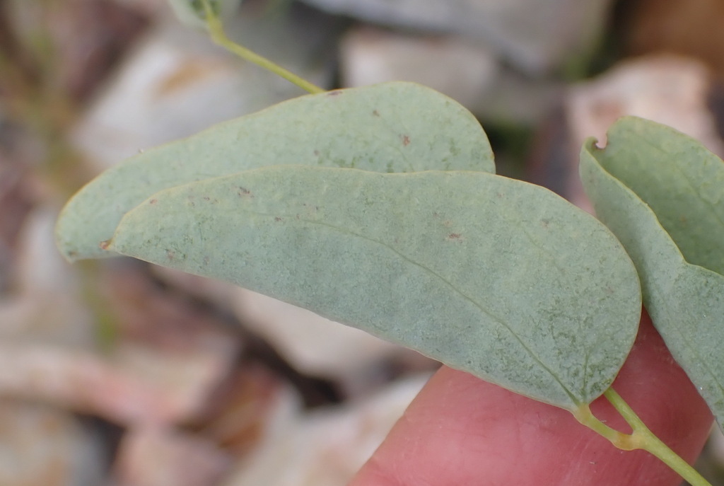 Dioscorea hemicrypta 2