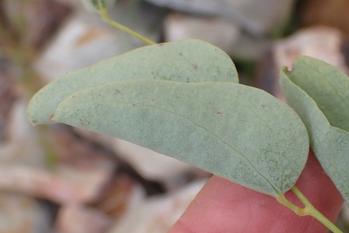 Dioscorea hemicrypta, photograph 4