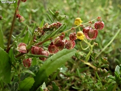 Rumex pictus