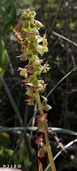 Rumex aeroplaniformis