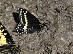 Papilio indra