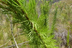 Senecio euryopoides