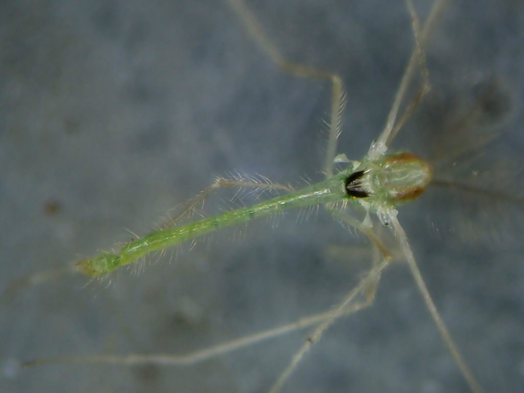 Paratanytarsus inopertus