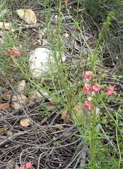 Diascia patens, photograph (c) Nicola van Berkel, some rights reserved (CC BY-SA)