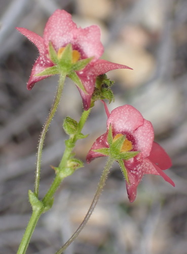 Diascia patens, photograph 1