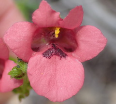 Diascia patens