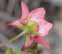 Diascia patens, photograph (c) Nicola van Berkel, some rights reserved (CC BY-SA)