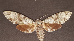 Ceratomia sonorensis