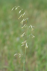 Silene chlorantha