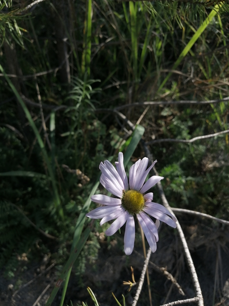 chrysanthemums (genus)