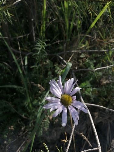 Chrysanthemum zawadskii iNat (1)