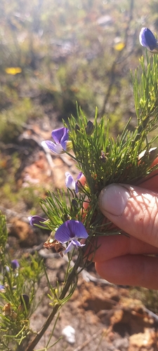 Olive Fountainbush (Psoralea laevigata)