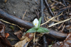 Trillium nivale