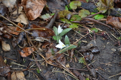 Trillium nivale