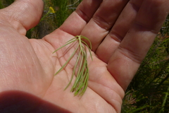 Senecio euryopoides