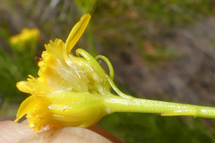 Senecio euryopoides