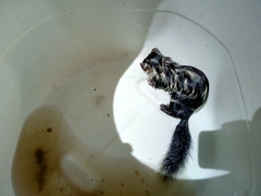 Spilogale angustifrons