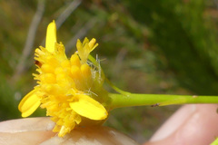 Senecio euryopoides