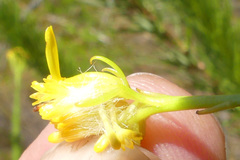Senecio euryopoides