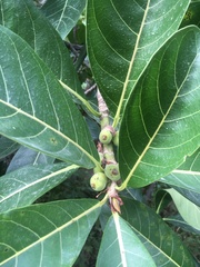 Ficus obtusifolia