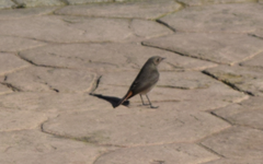 Phoenicurus ochruros