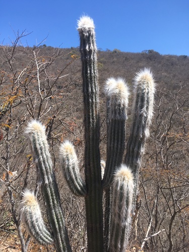 Pilosocereus quadricentralis