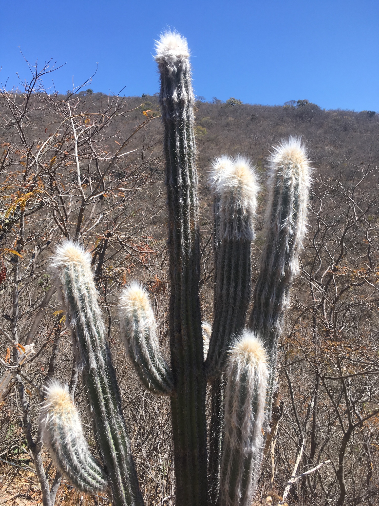 Pilosocereus quadricentralis