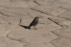 Phoenicurus ochruros