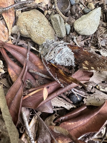 Purpureocillium takamizusanense