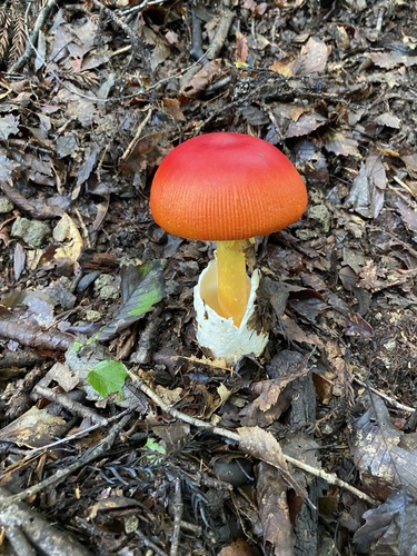 Amanita caesareoides