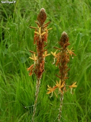 Asphodeline lutea