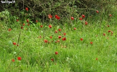 Anemone coronaria