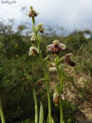 Ophrys umbilicata