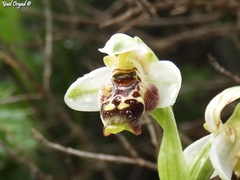 Ophrys umbilicata