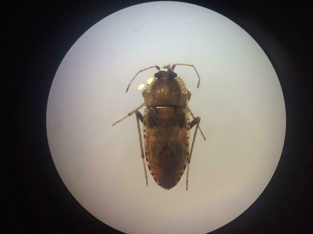 True Bugs, Hoppers, Aphids, and allies from Madrid, Spain on July 19