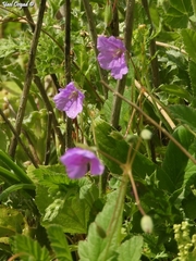 Erodium subintegrifolium