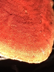 Pycnoporus sanguineus image