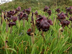 Iris atropurpurea