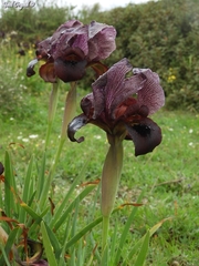 Iris atropurpurea
