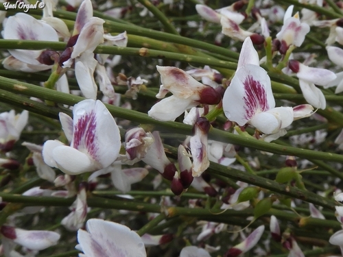 White weeping broom