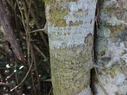 Machaerium nyctitans, photograph 6