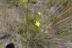 Bobartia macrospatha