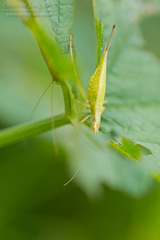 Oecanthus euryelytra