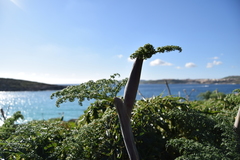 Ferula