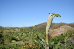 Ferula