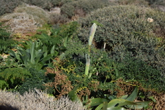 Ferula
