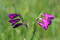 Gladiolus tenuis