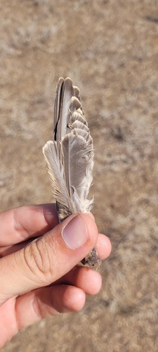 Plume de Traquet isabelle